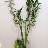 گل و گیاه آپارتمانی|گل و گیاه طبیعی|صدرا-فارس, فاز ۱|دیوار