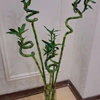 یازده عدد انواع گلهای آپارتمانی|گل و گیاه طبیعی|مشهد, شهرآرا|دیوار