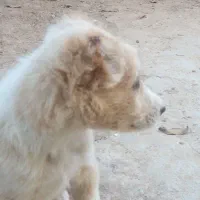 توله دورگ سرابی|سگ|بجنورد, |دیوار