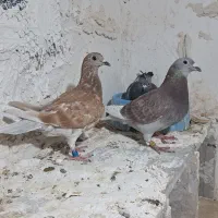 کبوتر