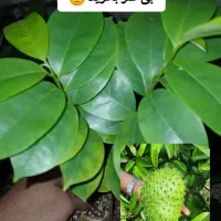 نهال انبه پیوندی و انواع نهال های استوایی|گل و گیاه طبیعی|بندرعباس, |دیوار