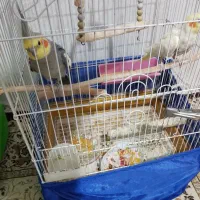 جفت مولد عروس هلندی سخنگو ۵۰ کلام جوجه داده