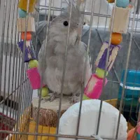 عر وس هلندی