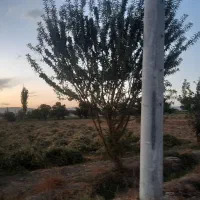 زمین زراعی|فروش زمین و ملک کلنگی|گلپایگان, |دیوار