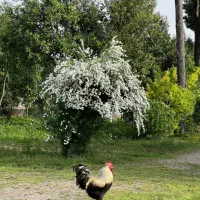 استخدام کشاورز وباغبان باتجربه