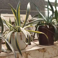 کاکتوسهای بزرگ آگاو ابلق وساده انجیرهندی میوه دار|حراج|تهران, فلاح|دیوار