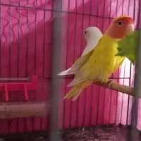 برزیلی جفت|پرنده|رشت, پاره بیجار|دیوار