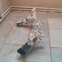 کبوتر ( کفتر پرشی)|پرنده|یزد, |دیوار