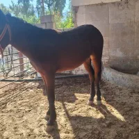 اسب|اسب و تجهیزات اسبسواری|ایذه, |دیوار