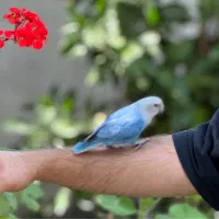 طوطی برزیلی گمشده