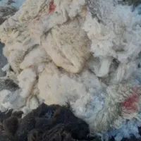 پشم گوسفند سفید وسیاه