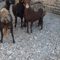 میش