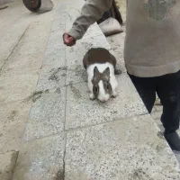 خرگوش|موش و خرگوش|شیروان (خراسان), |دیوار