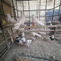طوقی جوان|پرنده|اصفهان, خواجو|دیوار