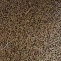 بذر اسپرس(گلنگار)|گل و گیاه طبیعی|فریدونشهر, |دیوار