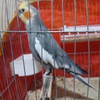 عروس هلندی