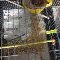 قناری با تخم|پرنده|بیرجند, |دیوار