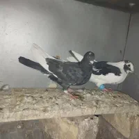کفتر رنگی و پلاکی