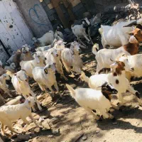 بزکره|حیوانات مزرعه|بافت, |دیوار