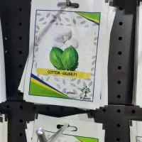 بذر وارداتی  دست اول و با کیفیت عمده وجزئی