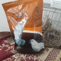 جوجه قناری سرلاکی