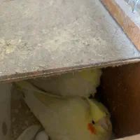 جفت عروس لوتینو خال زرد روی تخم