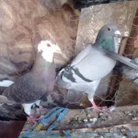 کفتر گوک فروشی|پرنده|ایرانشهر, |دیوار