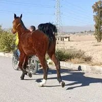 اسب|اسب و تجهیزات اسب‌سواری|فسا, |دیوار
