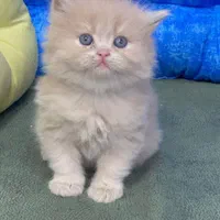 پشمکای خوشگل|گربه|یزد, |دیوار