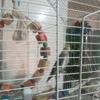 عروس هلندی