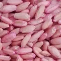 گندم بذری دیم درجه یک