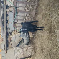 بز و کره|حیوانات مزرعه|یزد, |دیوار