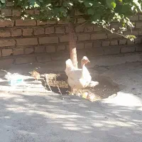 مرغ گردن لخت با جوجه