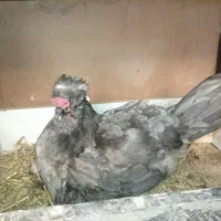 مرغ وخروس گلین|حیوانات مزرعه|قم, شهرک مهدیه|دیوار