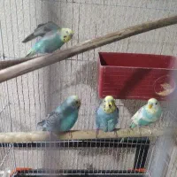 پرنده