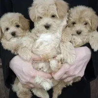 توله های مالتیپو دختروپسر