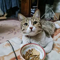 گربه گم شده