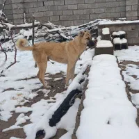 سگ کانگال|سگ|کرمان, |دیوار