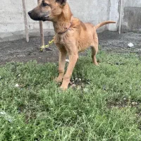 توله نر ۳ ماهه سرابی