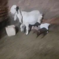 یک راس بز با سه بزغاله|حیوانات مزرعه|گناباد, |دیوار