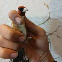 دوعدد سهره نر قلمی|پرنده|ری, ولی آباد|دیوار