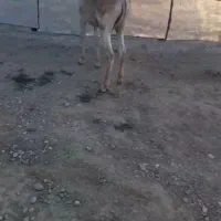 سلام کره ۸ ماهه