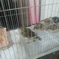 سهره قناری. مست|پرنده|آمل, |دیوار