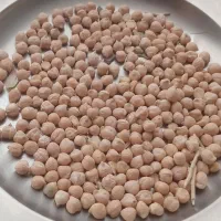 نخود دیم برای بذر