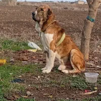 سگ گمشده
