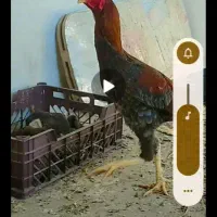 خروس لاری|حیوانات مزرعه|ماکو, |دیوار