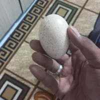 تخم بوقلمون بورون