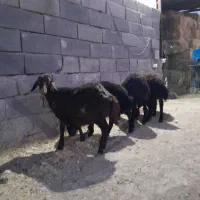 بره ماده ۵راس