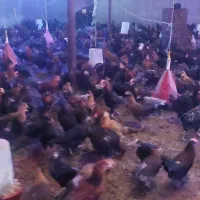 مرغ وخروس محلی