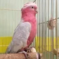 فوری حراج فروش جوجه پرندگان خانگی (انواع طوطی)|پرنده|ری, علایین|دیوار